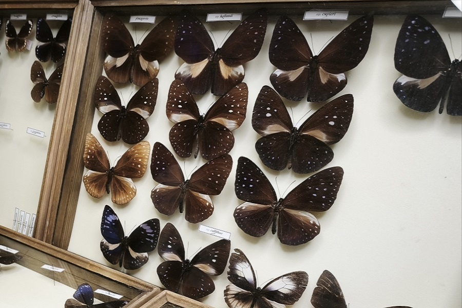Бабочки Euploea в коллекции Дарвиновского музея. Фотография автора