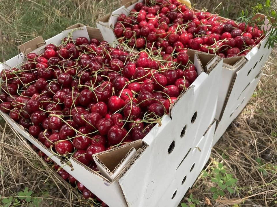    В этом году ожидается богатый урожай черешни Денис ДОРОФЕЕВ
