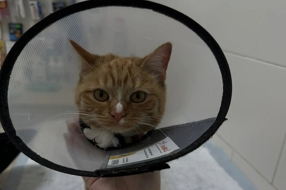    Волонтёры Тюмени бьются за жизнь кота, ставшего жертвой чудовищной жестокости Фото: группа помощи бездомным животным «ЖиВи»