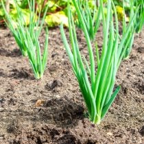 Зелёный лук даёт мгновенный результат вообще без хлопот.  📷
