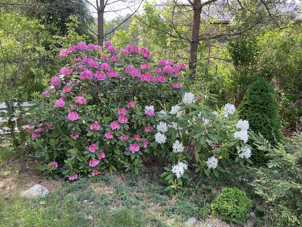 Rhododendron hybrid Haaga и справа Rhododendron hybrid P.M.A. Tigerstedt