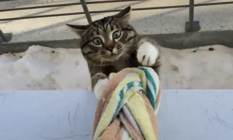 Саня, не греши, лучше кота впусти: 9 комических кадров с котами. Часть 1