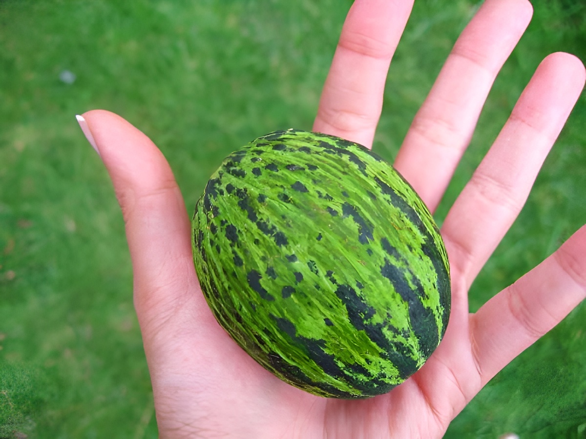 «Kelek» — это незрелая дыня