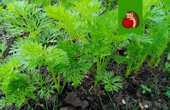 Чем обязательно поливаю морковь после прореживания и для чего