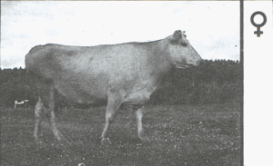 Корова Юринской породы https://ya.ru/images/search?from=tabbar&img_url=https%3A%2F%2Fwww.roysfarm.com%2Fwp-content%2Fuploads%2F2016%2F09%2FYurino-Cattle-300x200.jpg&lr=10750&pos=0&rpt=simage&text=юринская%20порода