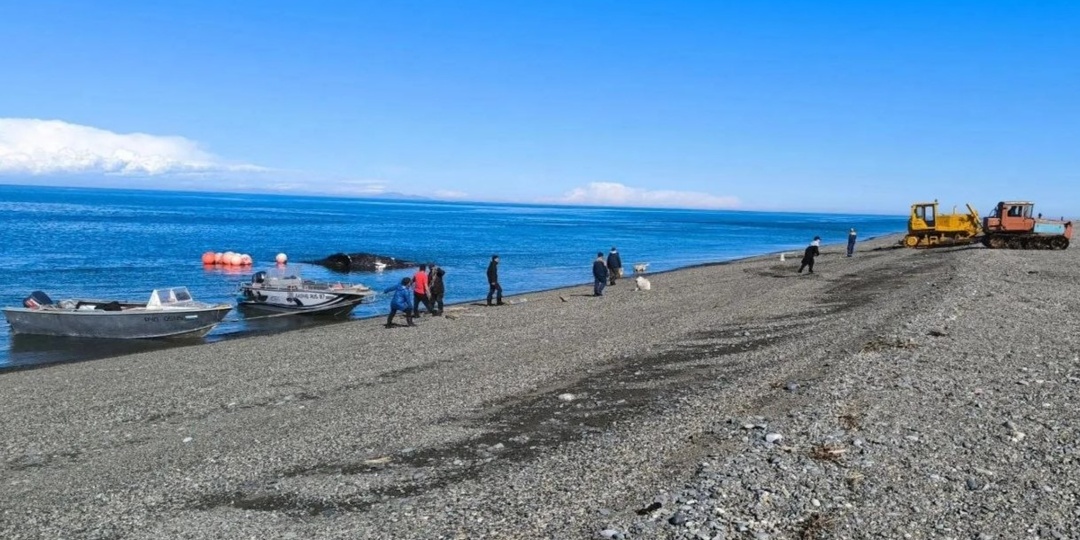 Морзверобои чукотского села Уэлькаль открыли сезон охоты на серого кита