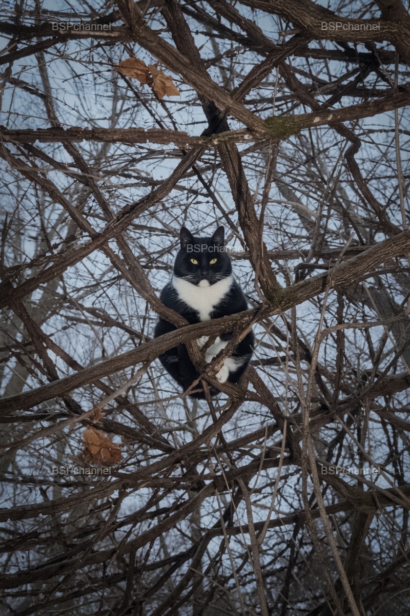 Фотограф: Ли Фридлендер