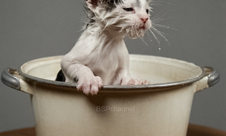 Подборка смешных и забавных фотографий с котами, которые поднимут настроение. 20 раскрашенных фотографий из ХХ века. Часть 7