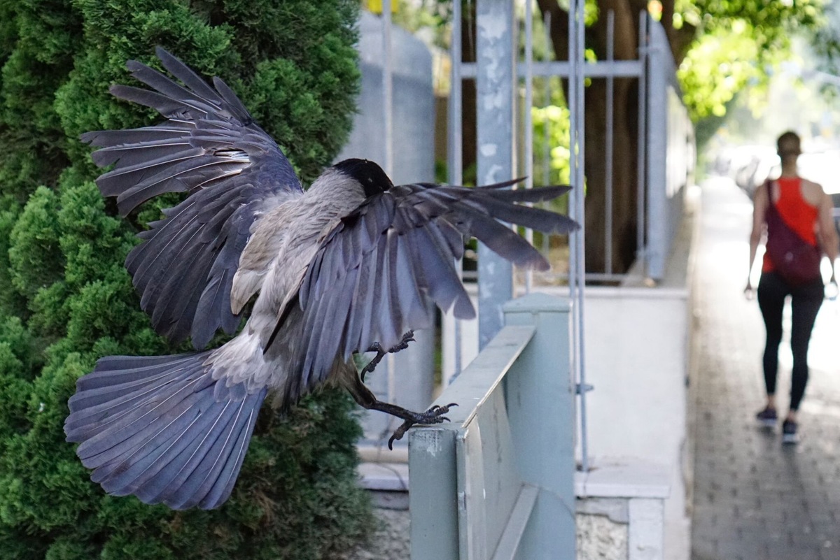 Изображение взято с сайта https://scx2.b-cdn.net/gfx/news/hires/2024/the-crows-best-friendh-1.jpg