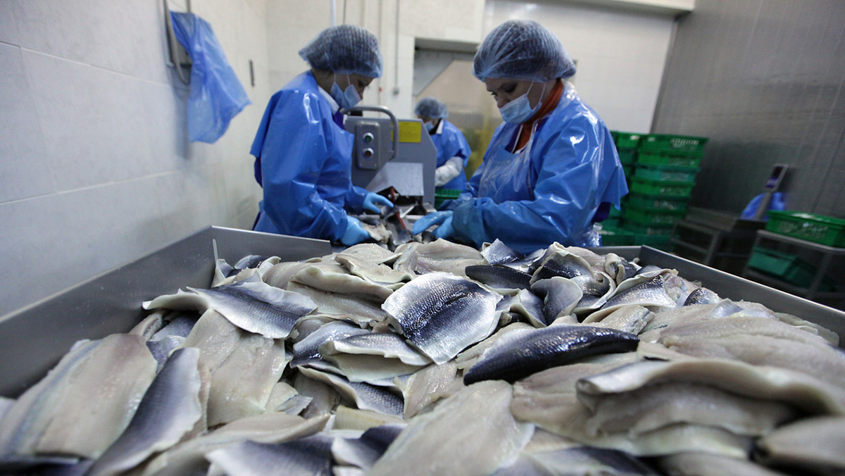   Руслан Кривобок / РИА Новости- Работницы сортируют продукцию на заводе «Русское море» в Ногинске