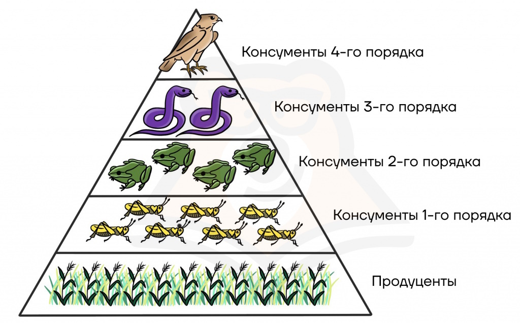 Пищевая пирамида