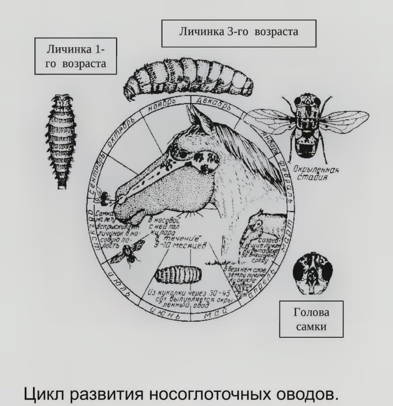 Рис.