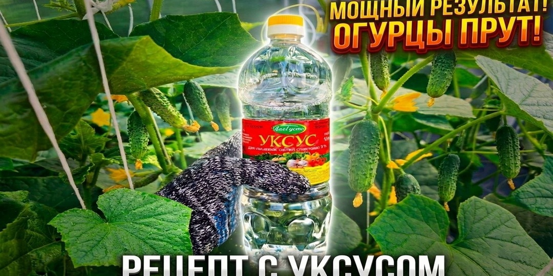 ОГУРЦЫ ЗАВАЛЯТ УРОЖАЕМ! Секретная подкормка уксусом: результат за 2 дня!