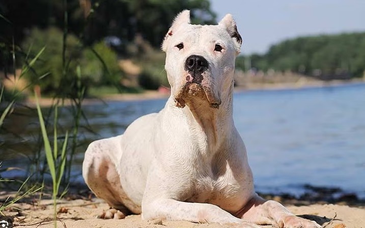 Dogo Argentino