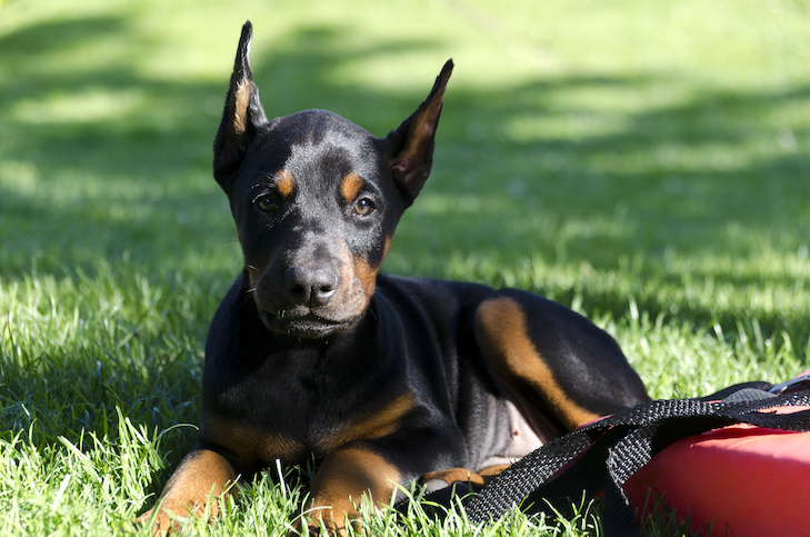 Doberman