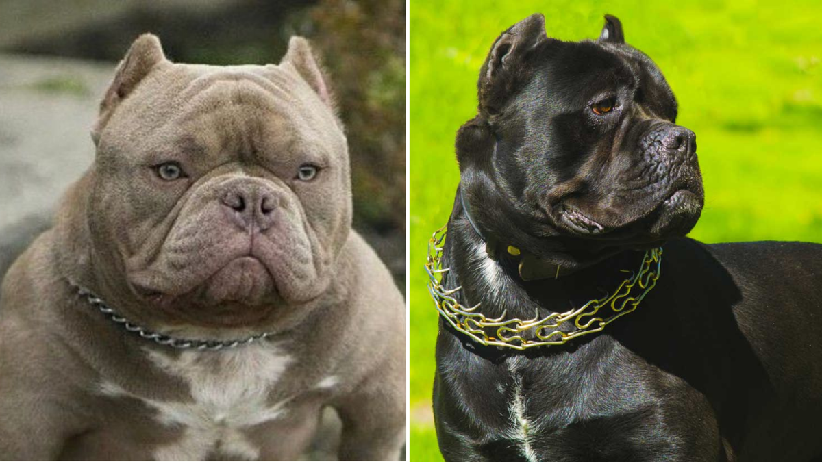 Dogs