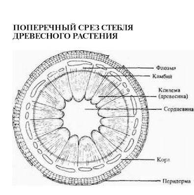 Как размножать растения стеблями
