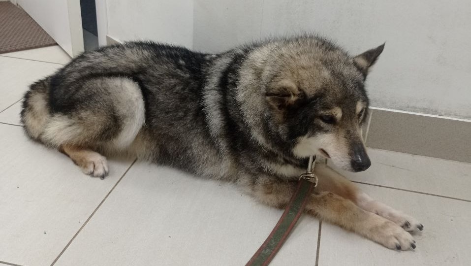 🐾 Привет из дома от Верочки — возрастной красавицы, которая начинает новую жизнь