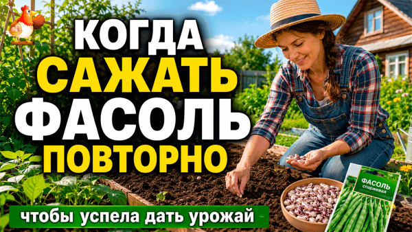 Фасоль можно посадить второй раз – когда сеять повторно 🫘