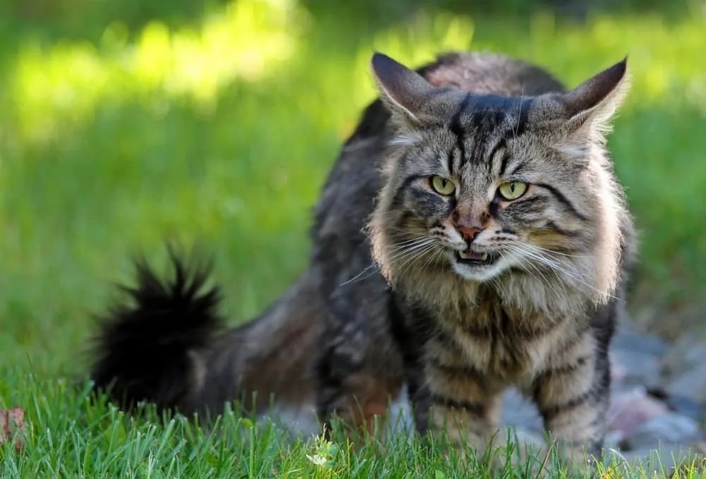 Источник фото: greatpetcare.com 