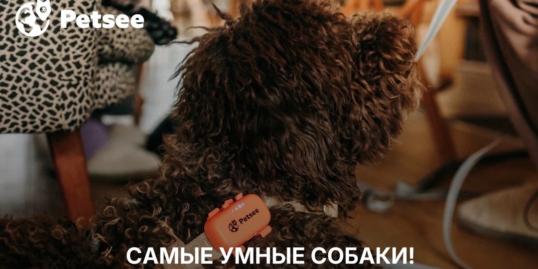 Самые умные собаки: 10 пород, которые понимают хозяина с полуслова