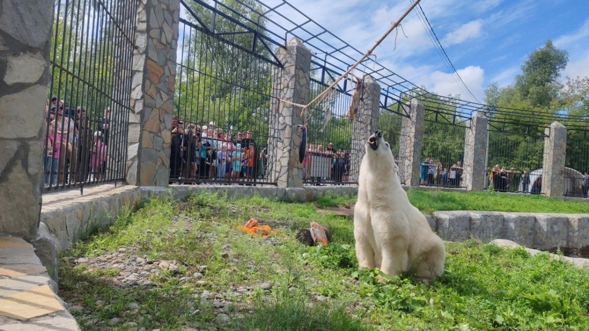 Белый медведь в Большереченском зоопарке