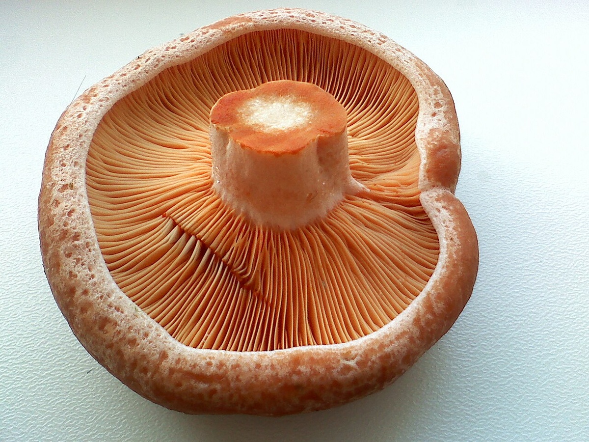 Выглядит и вправду весьма delicious!