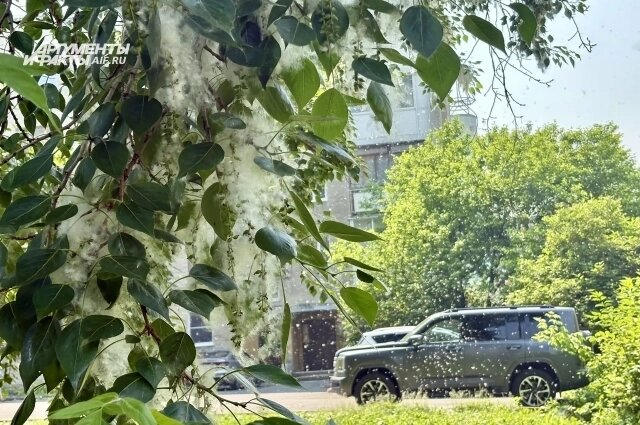    Большое количество пуха связывают с ранней тёплой весной. Фото: АиФ/ Анна Городкова