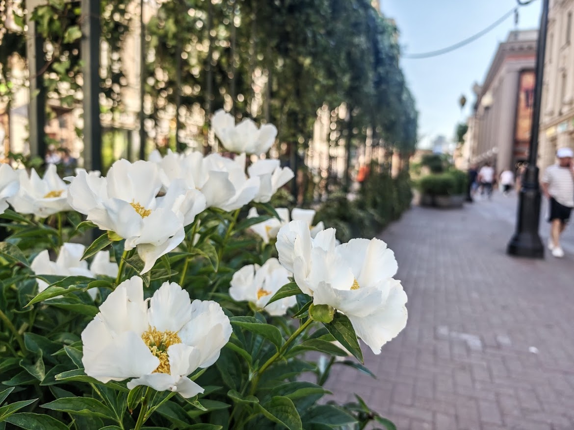 Пионы на Арбате. Листайте