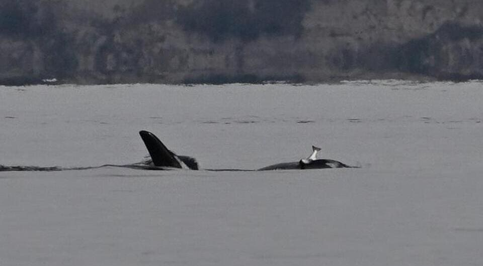 Jim Pasola / Orca Nerwork