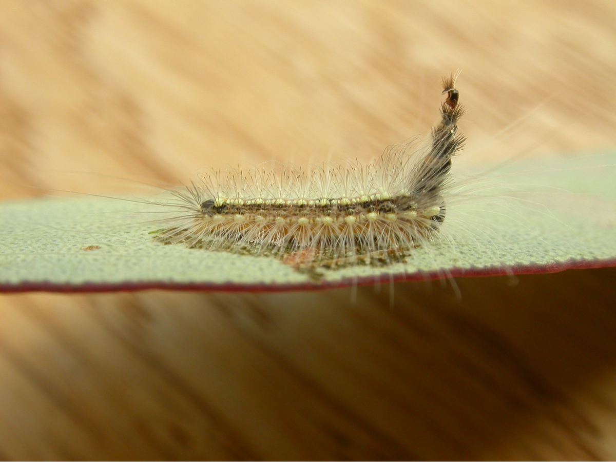 Donald Hobern / Flickr / CC BY 2.0