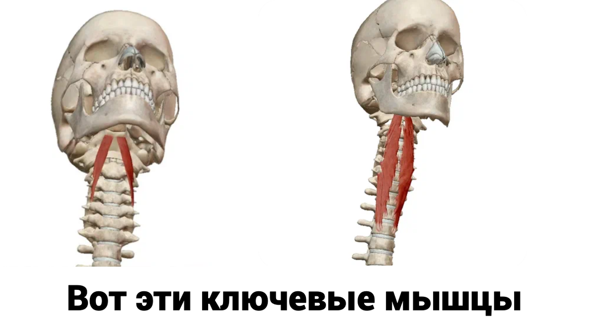 Вот наши глубочайшие герои превертебрального слоя мышц шеи