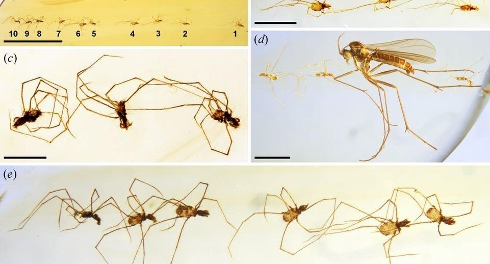    Xuan et al., 2026