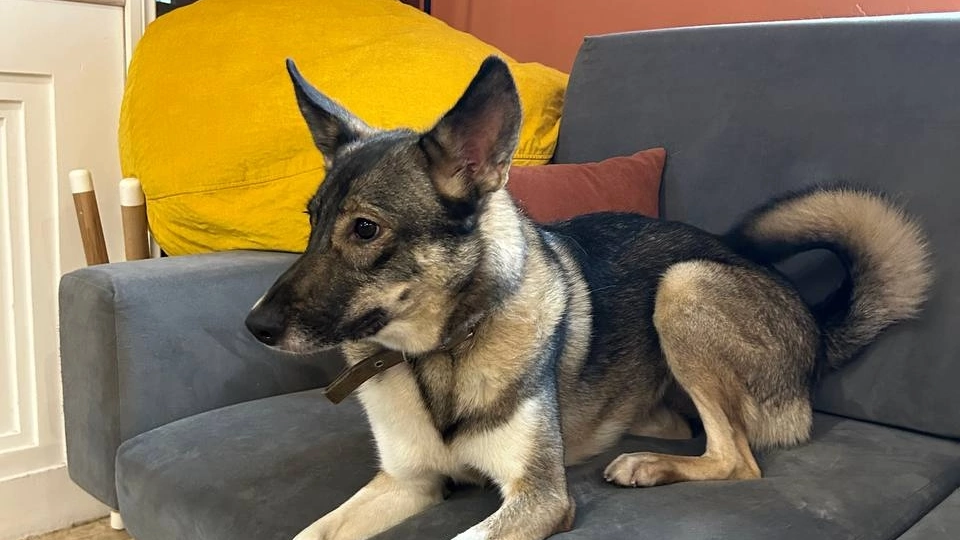 🐕 Луна ищет заботливую семью!