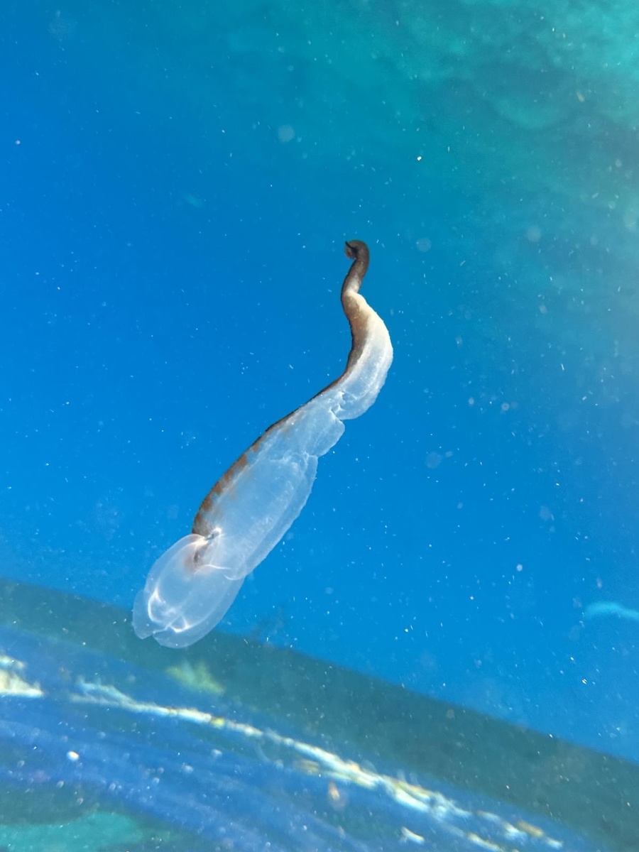 Автор: daynabaumeister
Источник: https://www.inaturalist.org/observations/247605530