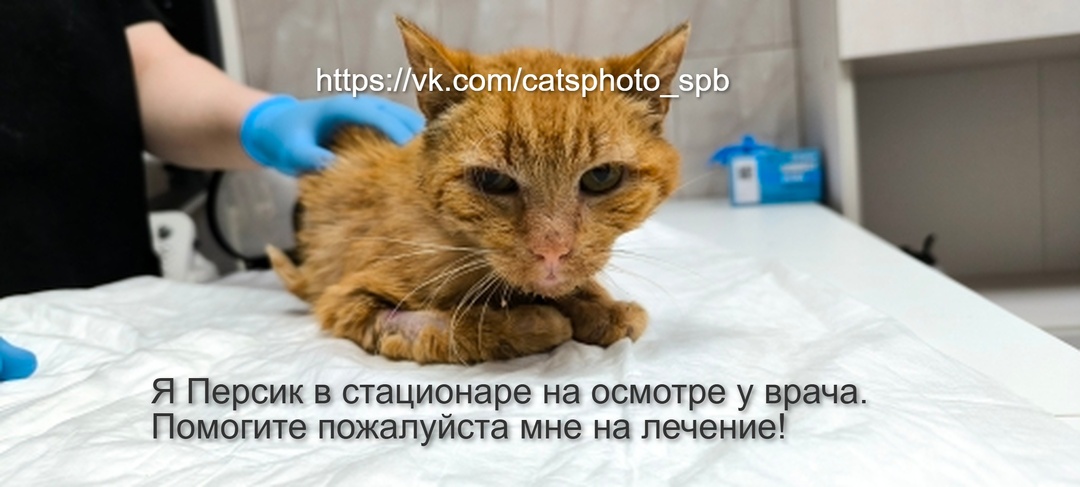 🆘🆘🆘СРОЧНО НУЖНА ПОМОЩЬ КОТИКУ НА ЛЕЧЕНИЕ!🆘🆘🆘