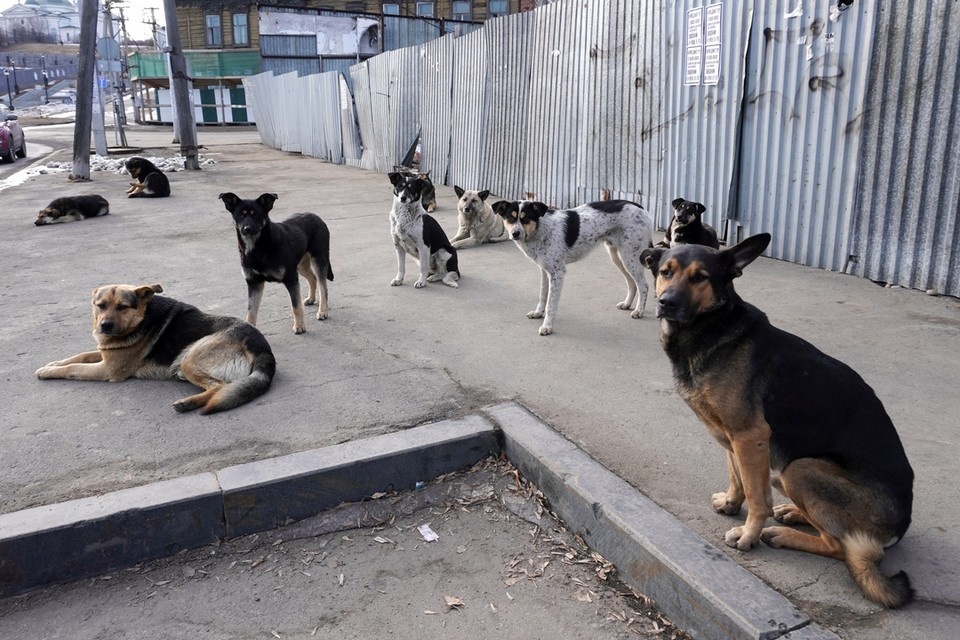    В поселке Элитный бродячие собаки загрызли косулю. Юлия ПЫХАЛОВА