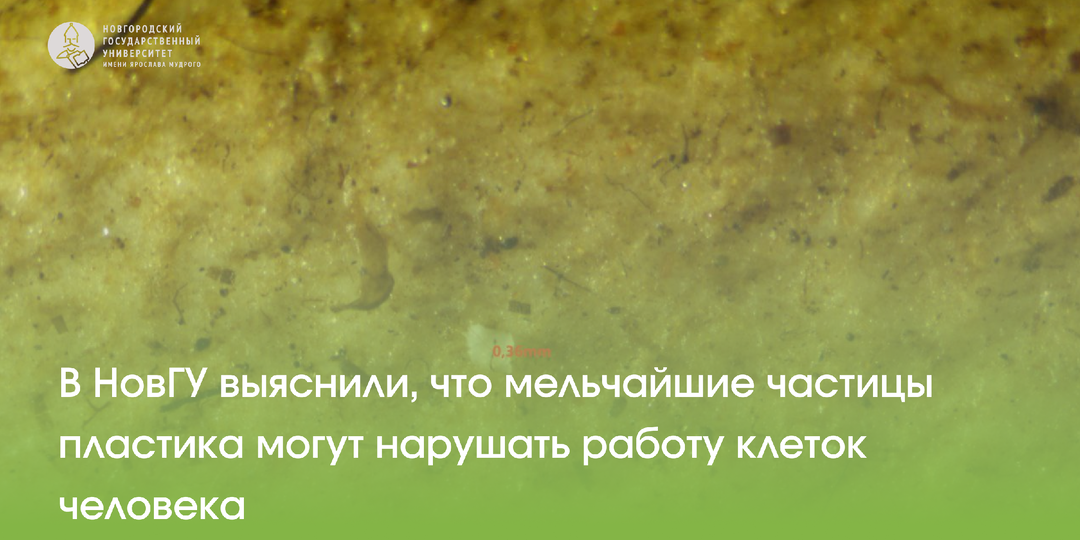 В НовГУ выяснили, что мельчайшие частицы пластика могут нарушать работу клеток человека