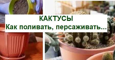 полив пересадка кактусы
