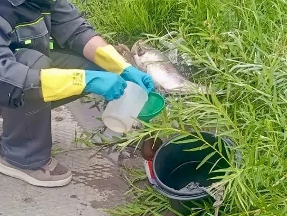    Экологи взяли пробы воды в трех точках. Фото: Минприроды Самарской области