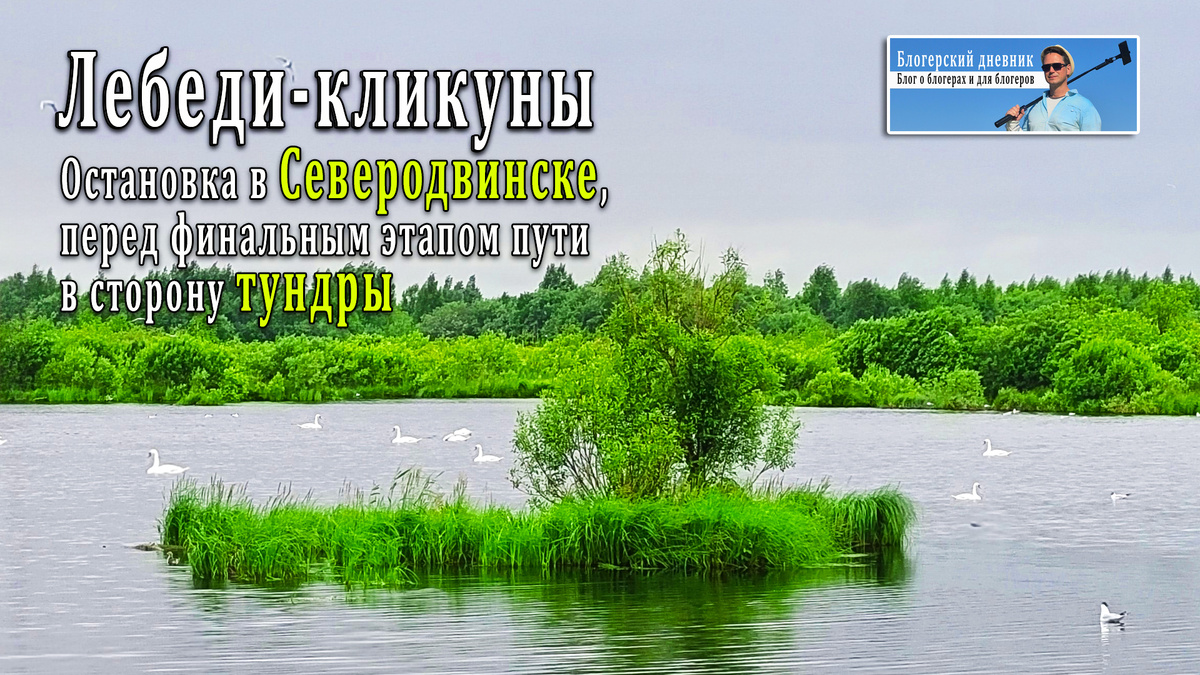 Лебеди-кликуны. Остановка в Северодвинске, перед финальным этапом пути в сторону тундры | Блогерский дневник