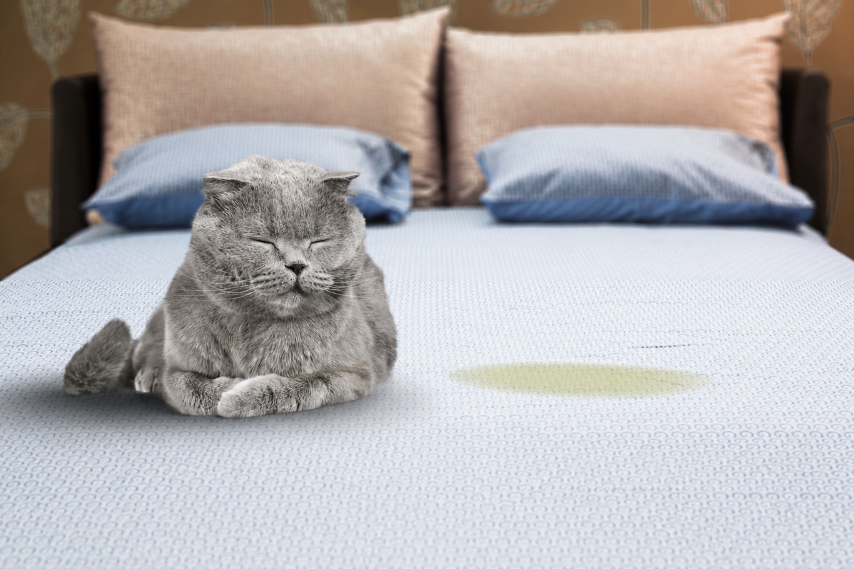 Кошка мочится когда спит