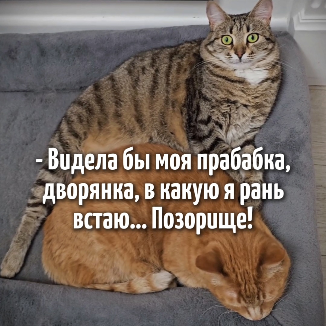 Начинаем утро... Ох, девочки, как же я вас понимаю.