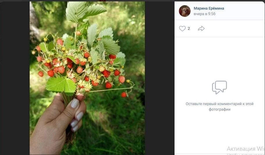    Первая земляника   Грибники Омска и Омской области