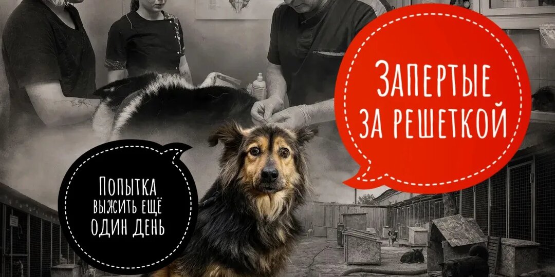 Для 500 душ, запертых за решеткой нашего частного приюта...