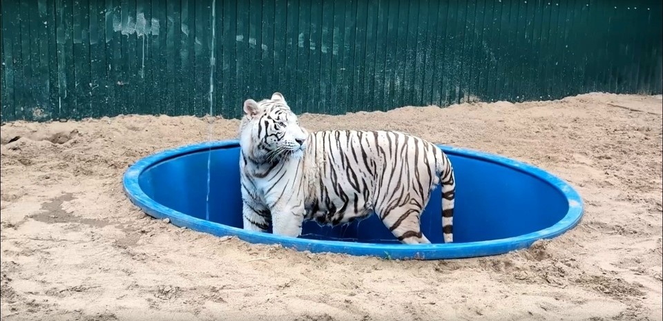    Он настоящий любитель водных процедур, особенно в жаркую погоду, поэтому у него даже есть личный бассейн.