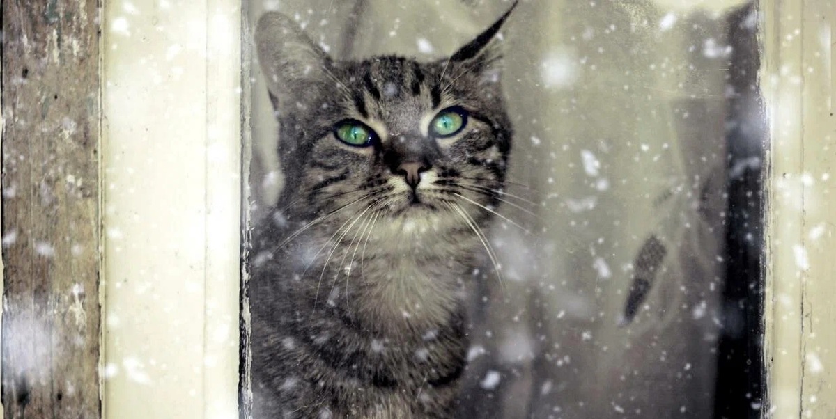 кот на окне
