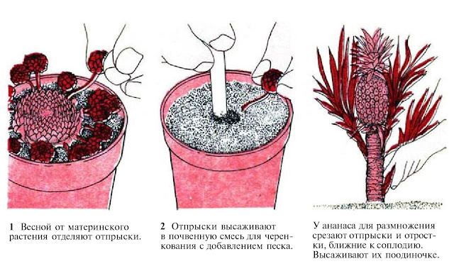 Как размножать растения отпрысками и усами