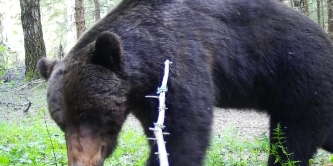 Калужская «Угра» напомнила туристам о правилах встречи с дикими животными