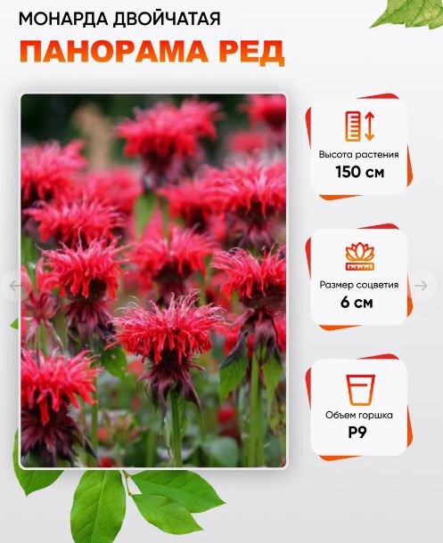 Прошлогодняя покупка, удачная арт. 475697334